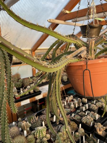 Kopfstecklinge von selenicereus grandiflorus